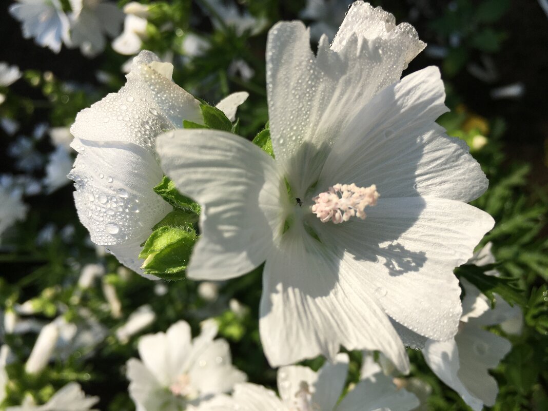 ***в предрассветный час*** - Olga Oskolkova ***в предрассветный час*** - Olga Oskolkova