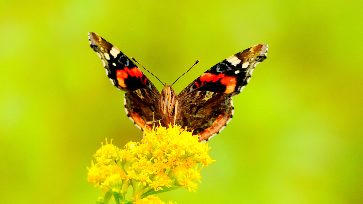 опять про бабочек 320 - Александр Прокудин
