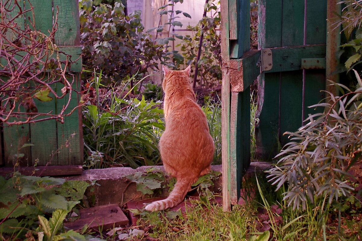 Кот у калитки - Сергей Швечков