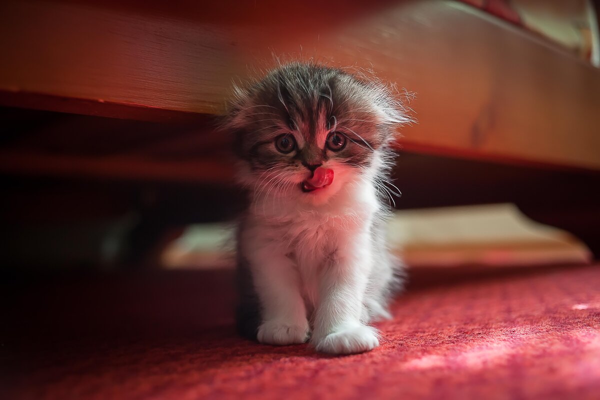 Пушистик - Вячеслав Владимирович