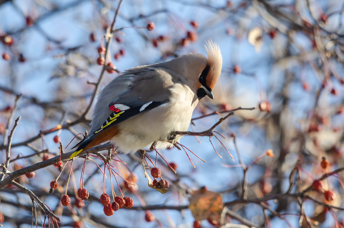 Свиристель. - Виктор Иванович Чернюк