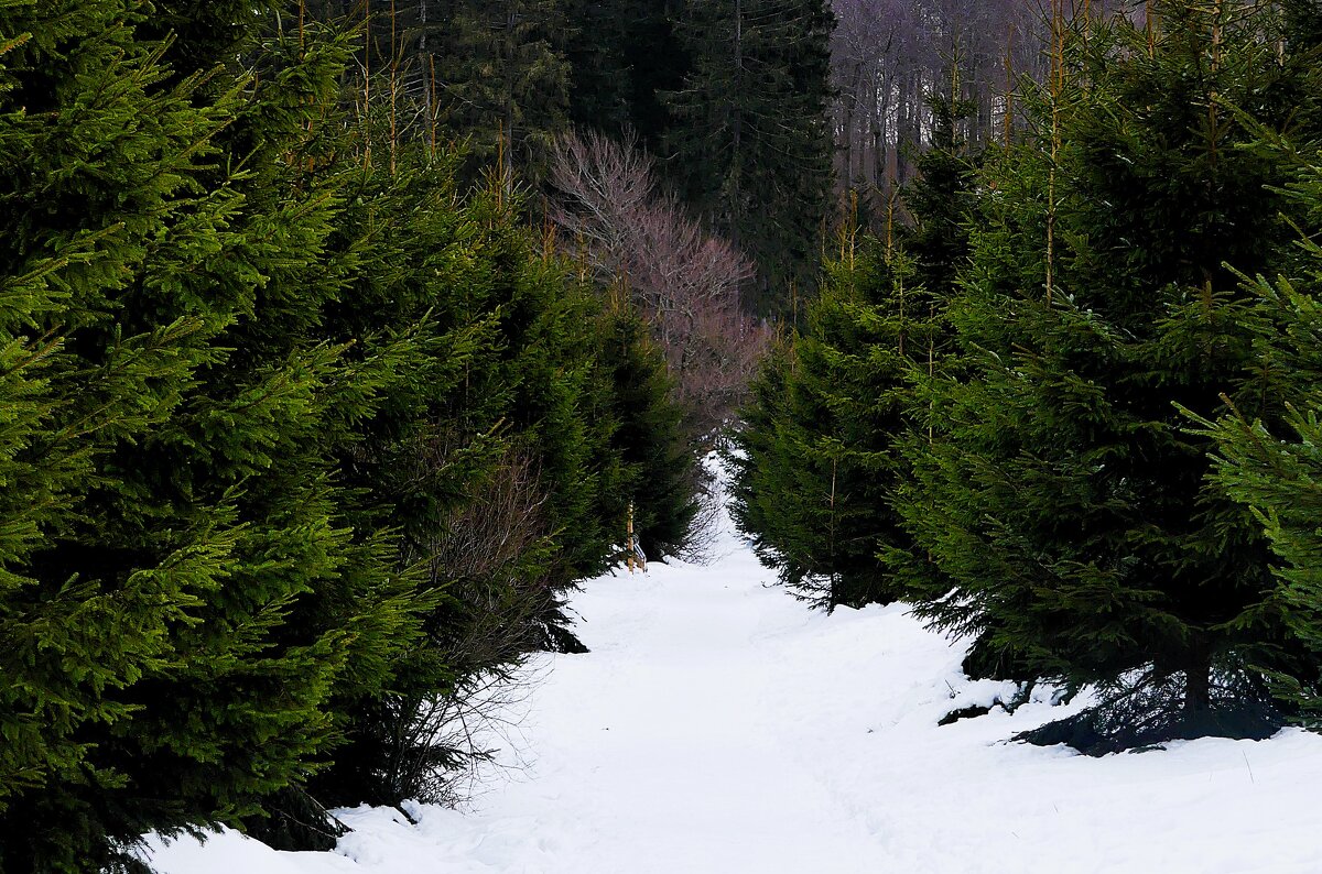 хорошо зимой в лесу(серия) - Владимир Манкер