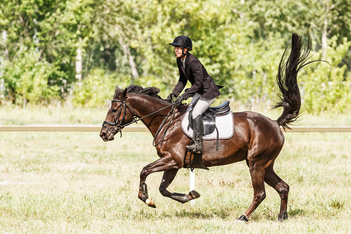 Конкур - SanSan 