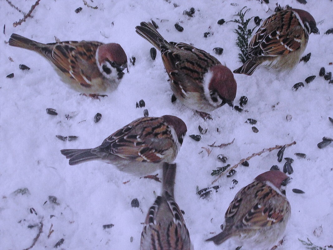 Хорошо, когда кормят - Людмила Смородинская Хорошо, когда кормят - Людмила Смородинская
