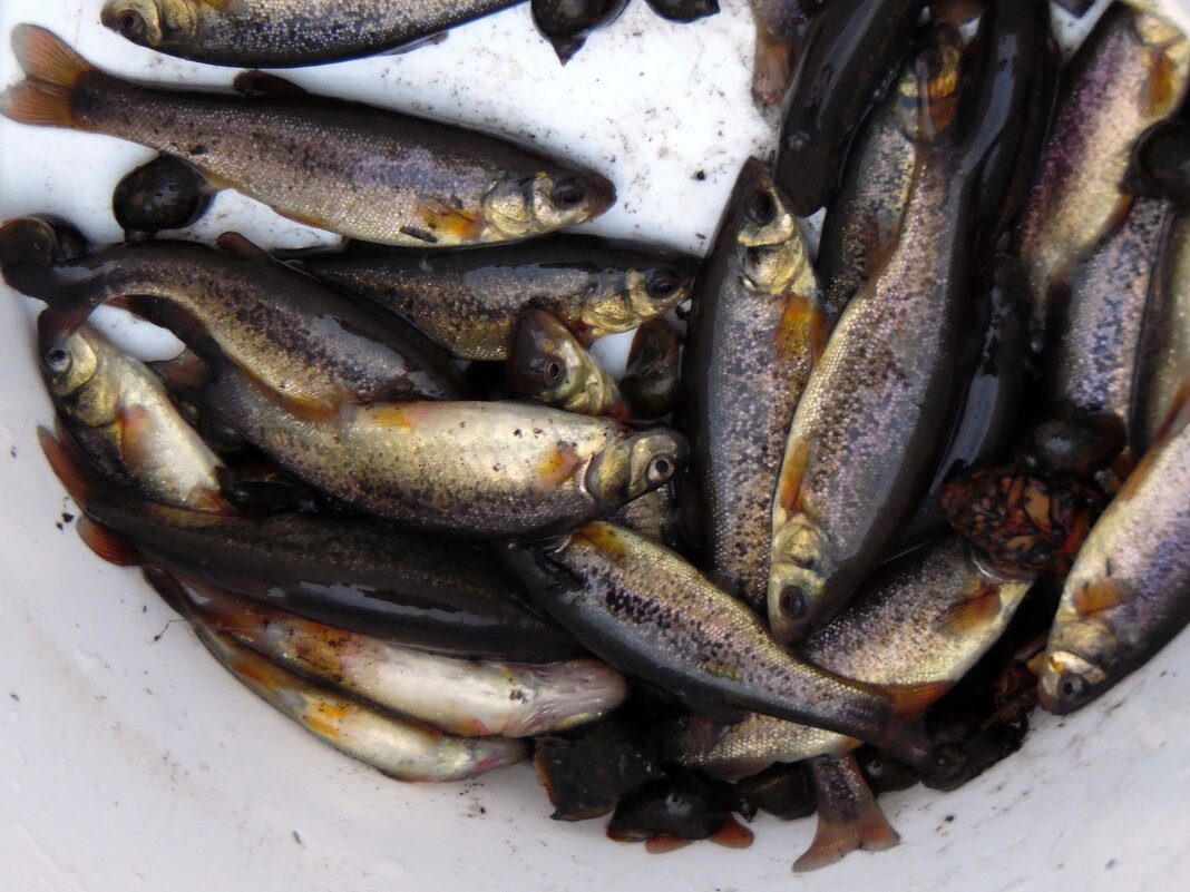 Мелкая рыбёшка. - nadyasilyuk Вознюк Мелкая рыбёшка. - nadyasilyuk Вознюк