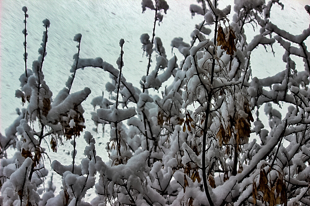 Когда выпал снег - Светлана SvetNika17 Когда выпал снег - Светлана SvetNika17