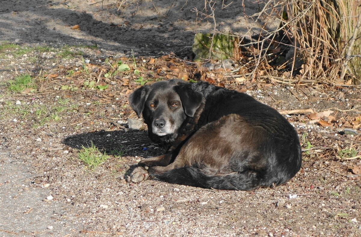 Дворняжка - Рита Симонова