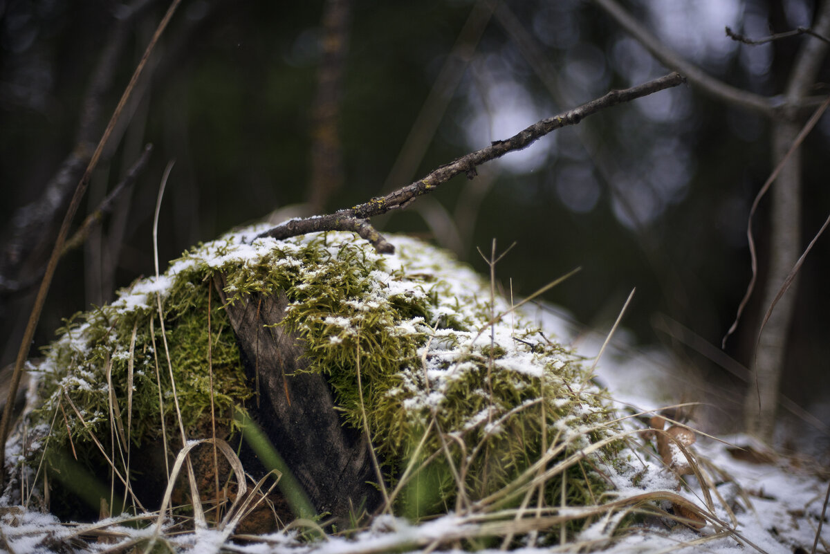 Зимний мох - sorovey Sol