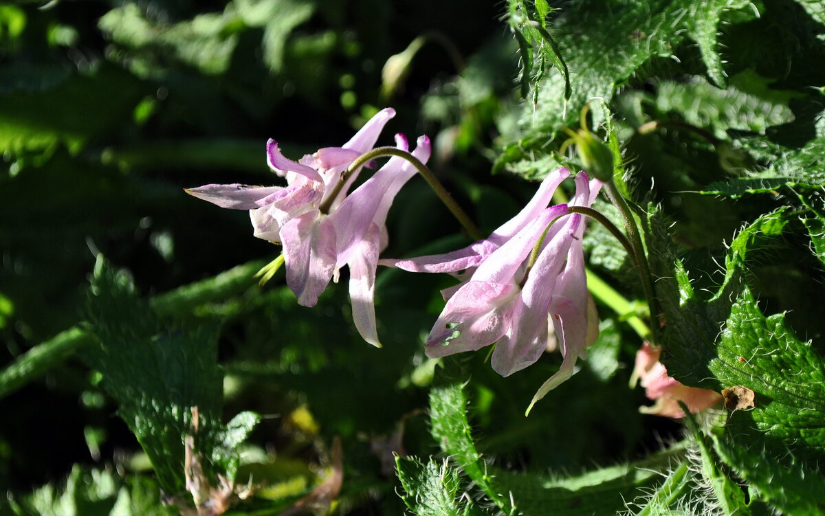 Среди чужих - AleksSPb Лесниченко