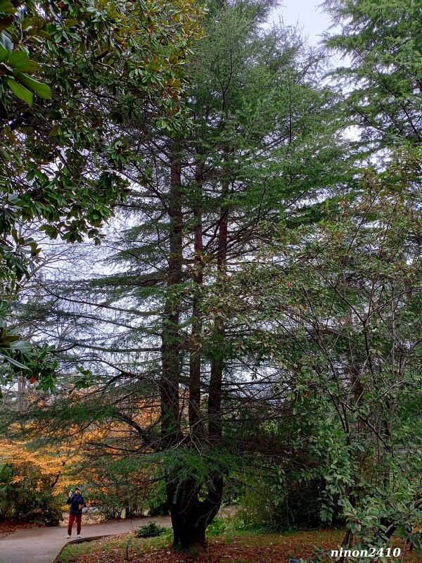 Адлер. Дендропарк "Южные культуры" - Нина Бутко Адлер. Дендропарк "Южные культуры" - Нина Бутко