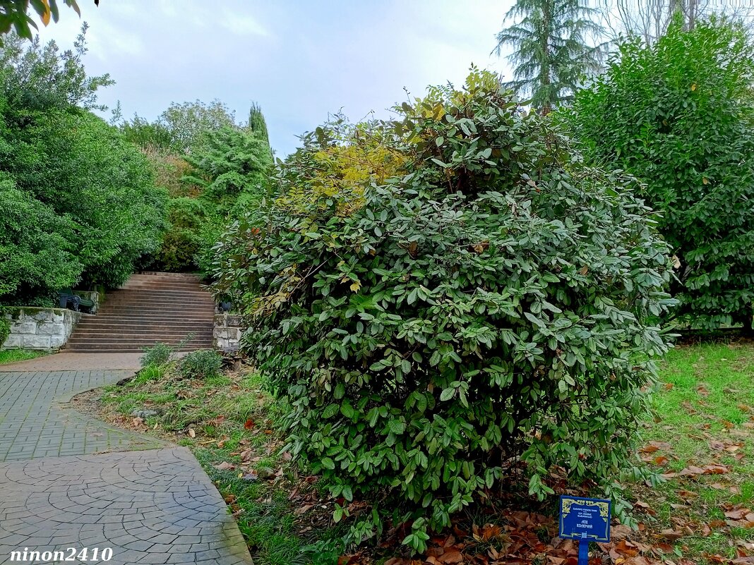 Адлер. Дендропарк "Южные культуры" - Нина Бутко