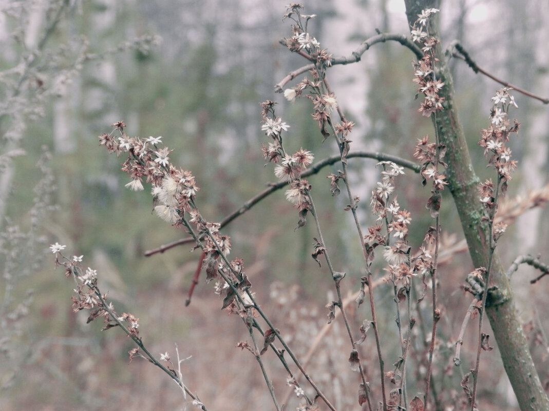 зимние  цветы - Лера 