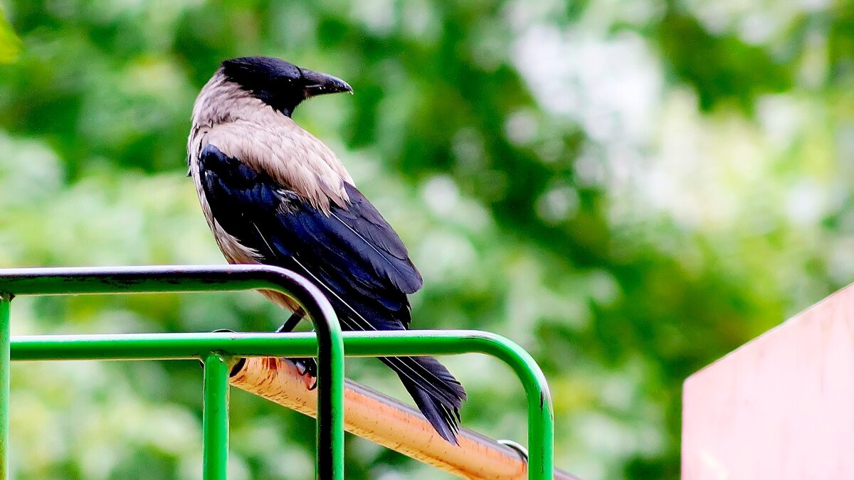 Ворон - Вячеслав Макшанов