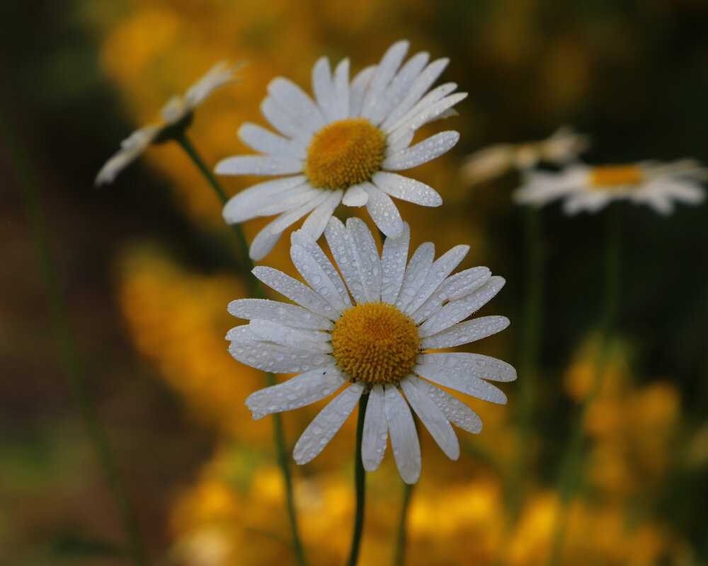 Ромашка - краснов юрий 