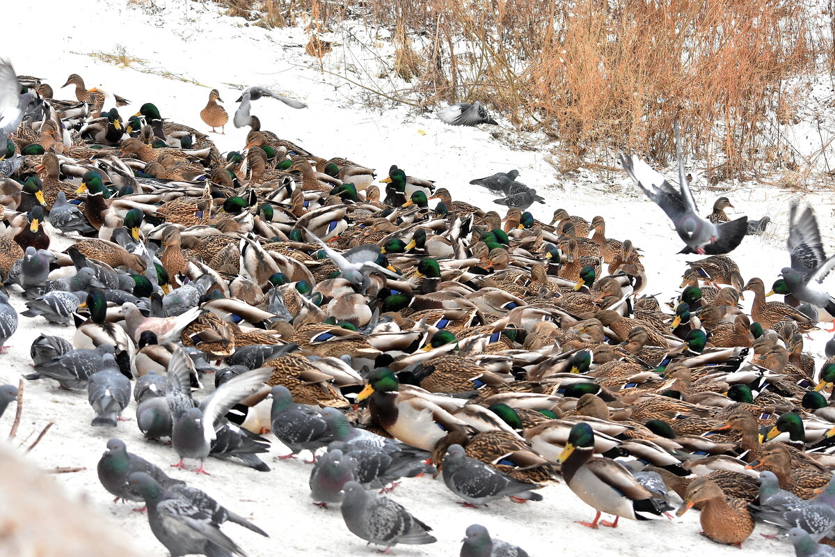 Утки - Алексей . Утки - Алексей .