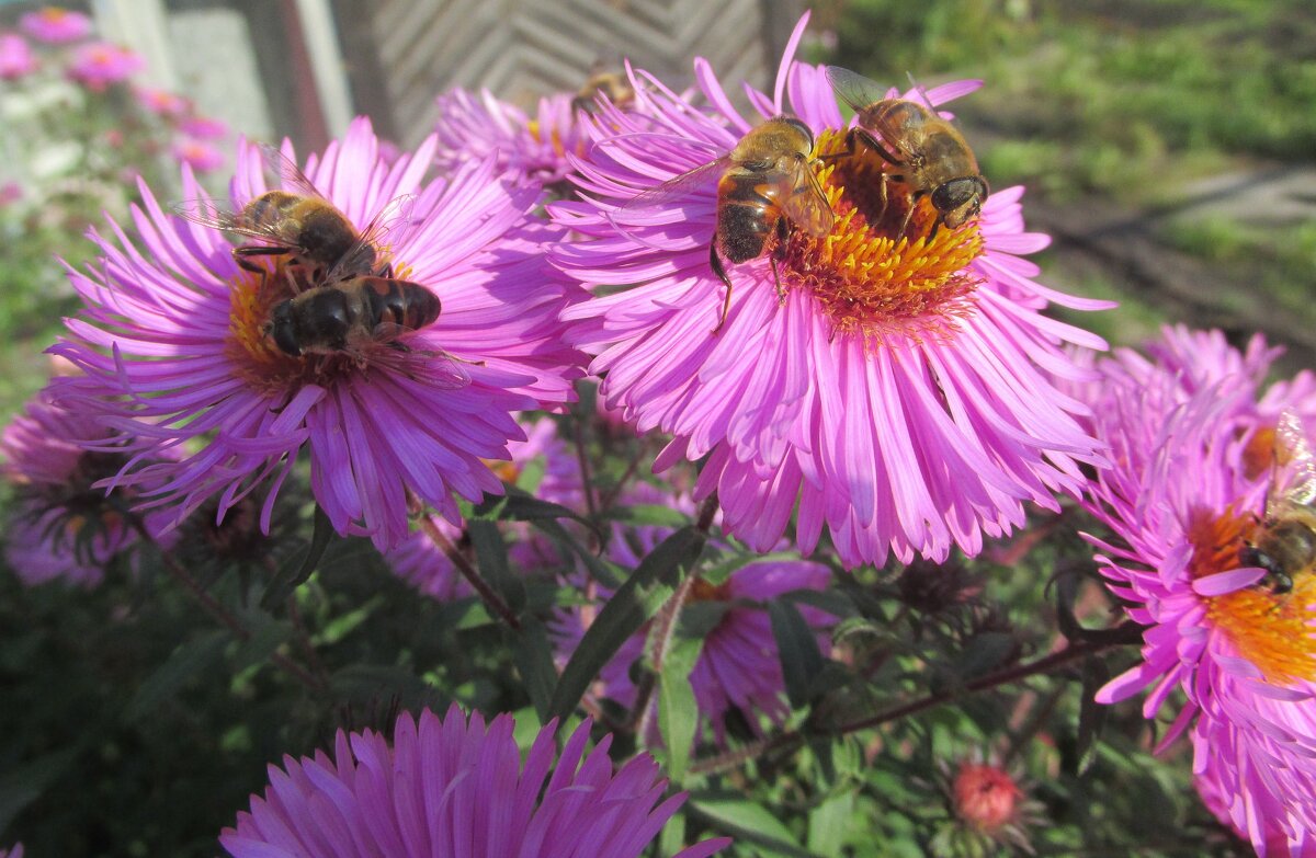 Гостеприимные хризантемы - Galaelina *** Гостеприимные хризантемы - Galaelina ***