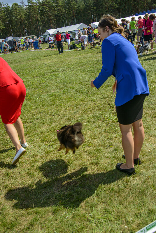 на выставке собак - Осень 