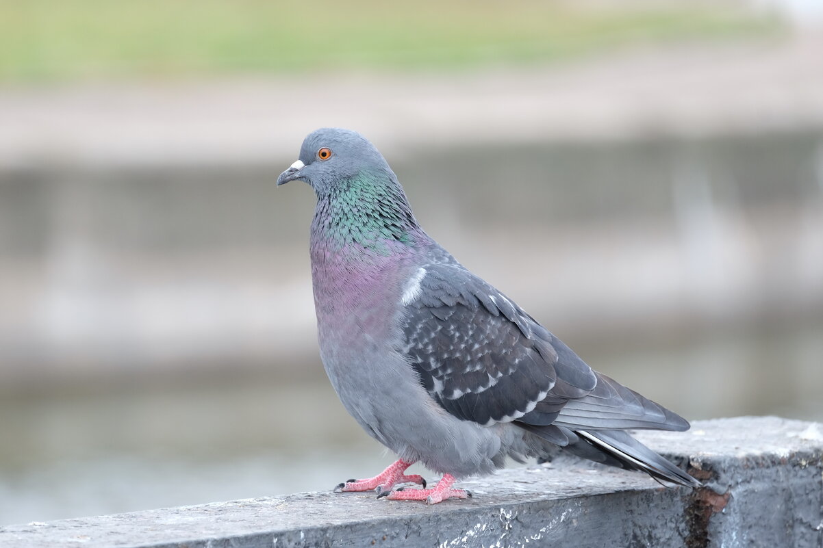 Голубь - Валерий Судачок