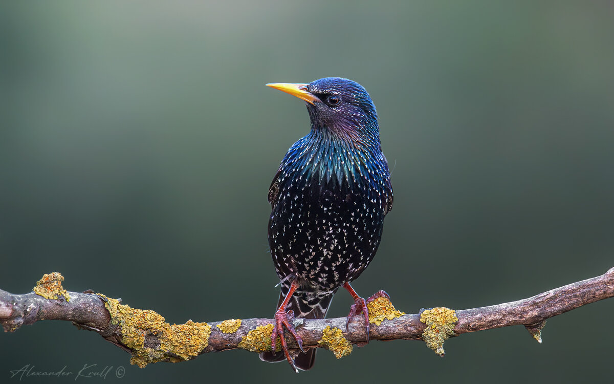 Принц - Александр К. Принц - Александр К.
