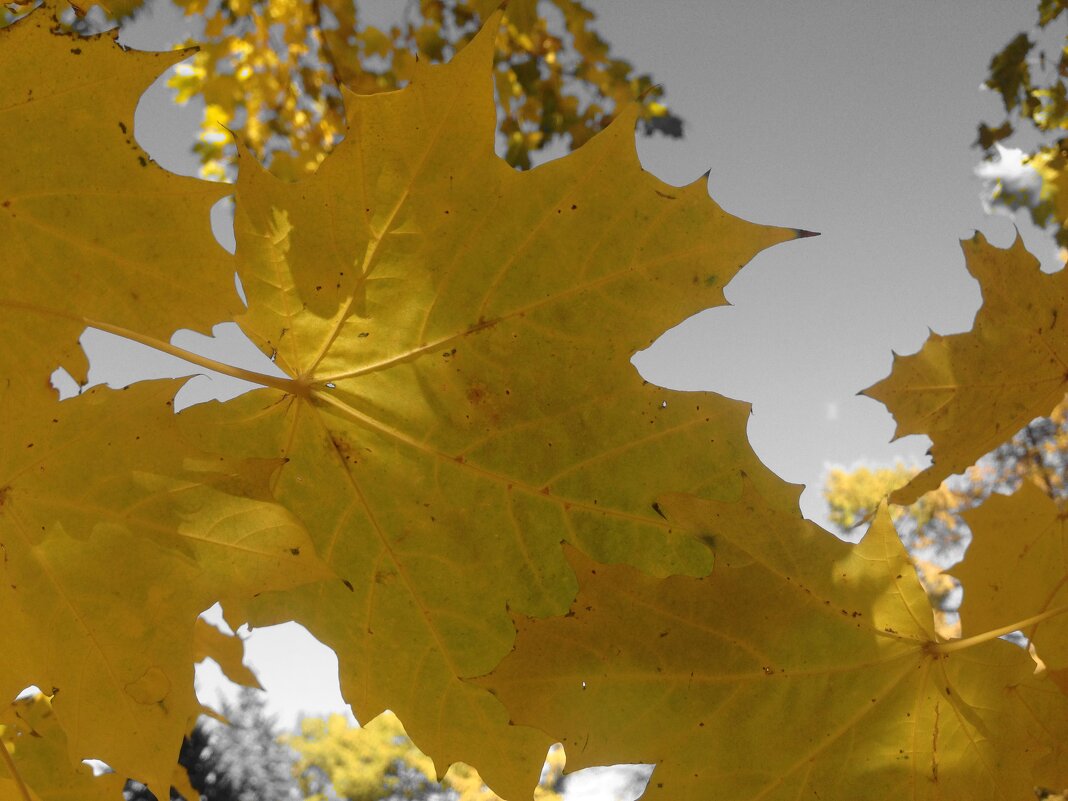 осень 2024 - Анна Камс