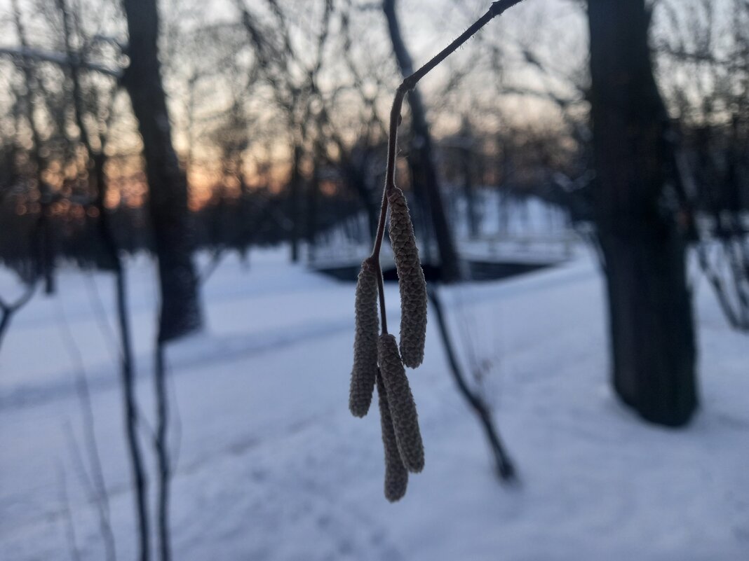 Орешник - Сапсан 
