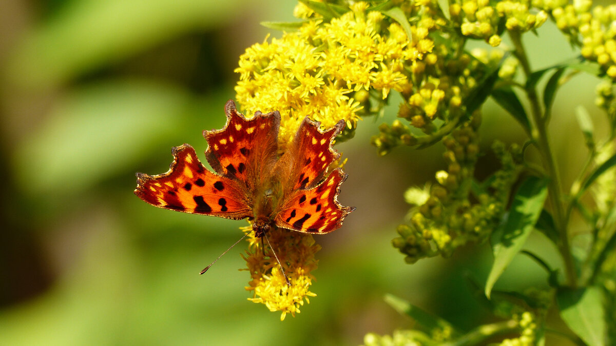 опять про бабочек 323 - Александр Прокудин опять про бабочек 323 - Александр Прокудин