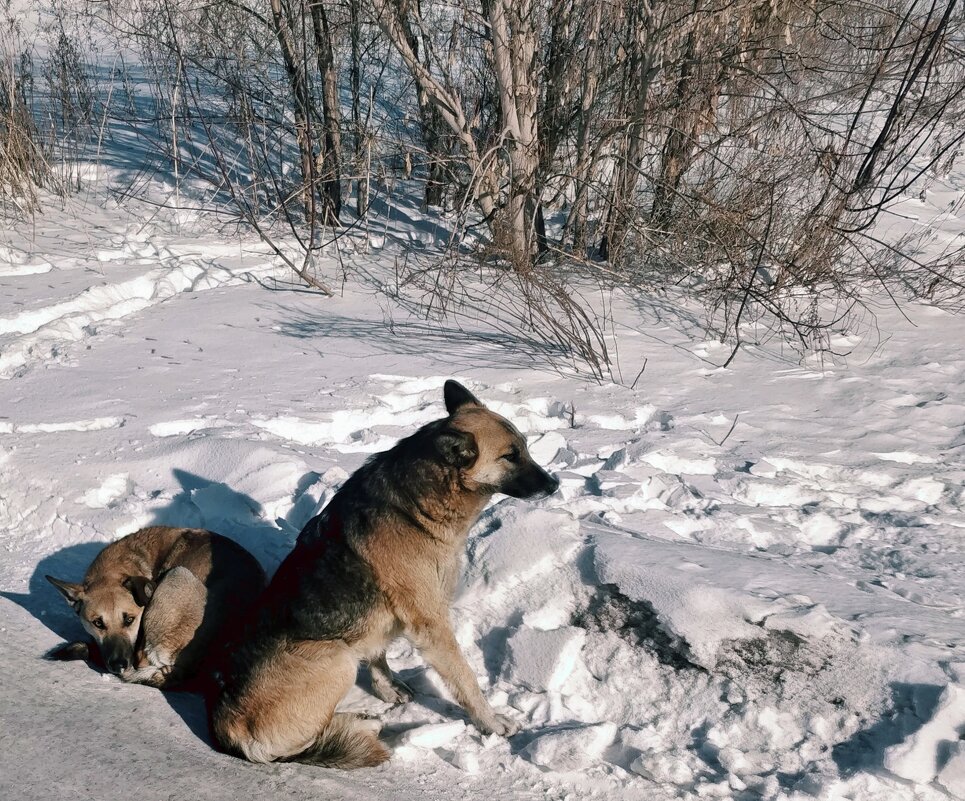 Дворяне... - Андрей Хлопонин Дворяне... - Андрей Хлопонин