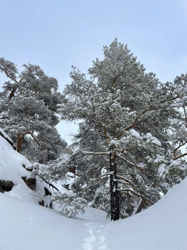 Зима - Георгиевич 