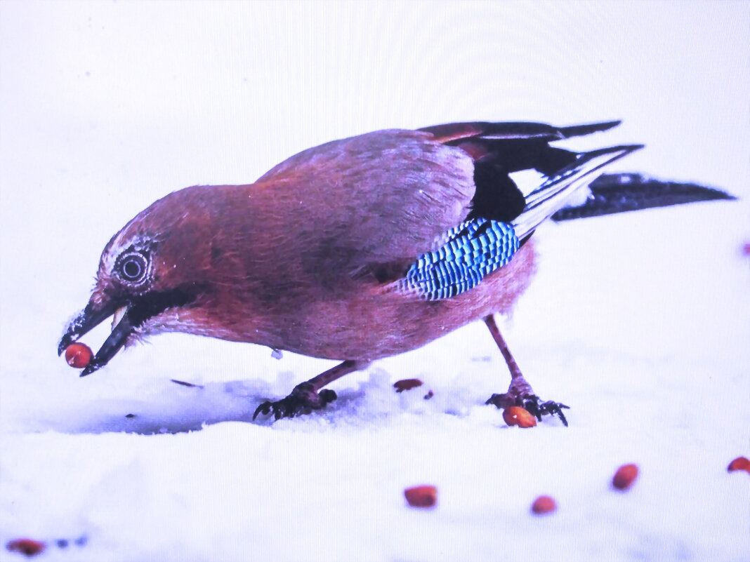 Нашла сойка жёлуди - Людмила Смородинская Нашла сойка жёлуди - Людмила Смородинская