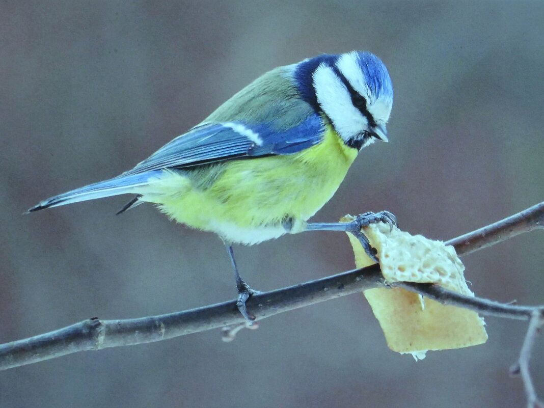 Любительница сала - Людмила Смородинская Любительница сала - Людмила Смородинская