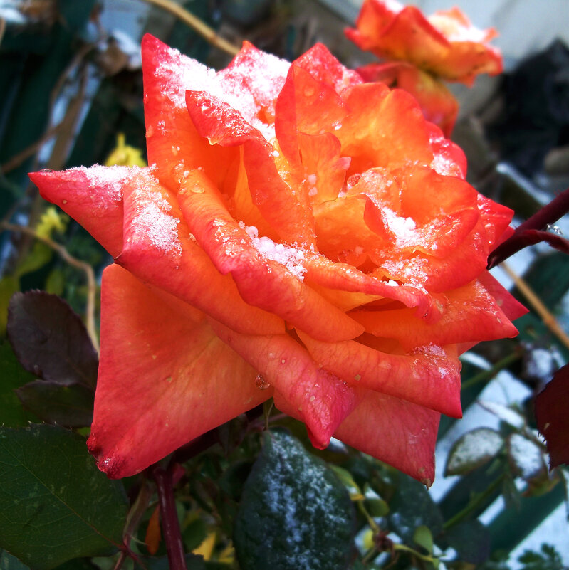 Роза в снегу - Валентин Семчишин