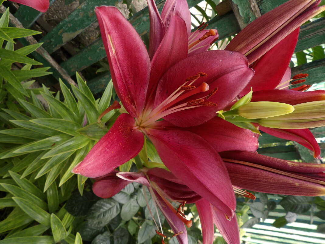 Наши Лилии - Валентин Семчишин Наши Лилии - Валентин Семчишин