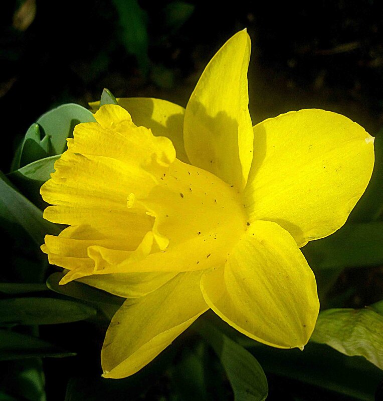 Солнечный - Елена Семигина Солнечный - Елена Семигина