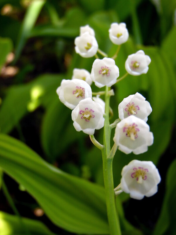 Цветы весны. - nadyasilyuk Вознюк Цветы весны. - nadyasilyuk Вознюк