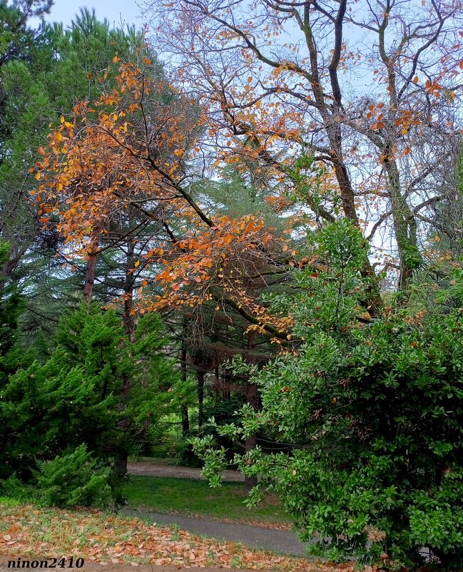 Адлер. Дендропарк "Южные культуры" - Нина Бутко Адлер. Дендропарк "Южные культуры" - Нина Бутко