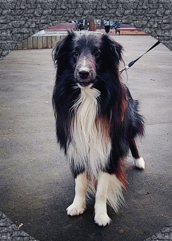 Шелти - Сергей Б.