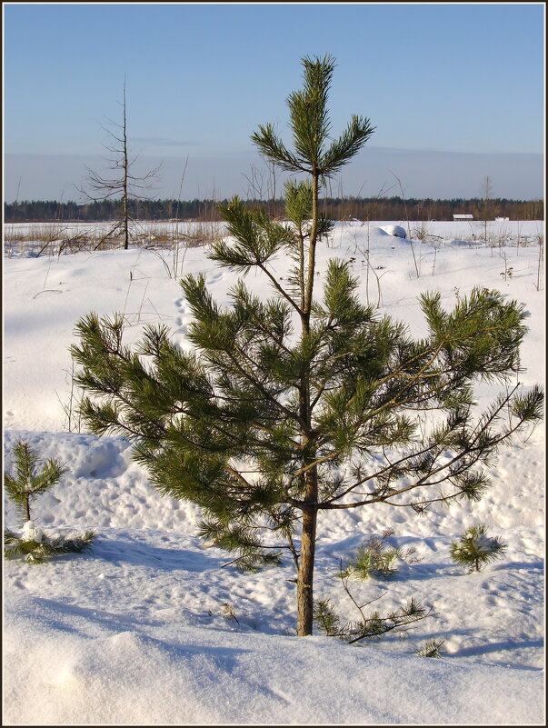 Маленькая сосна - lady v.ekaterina