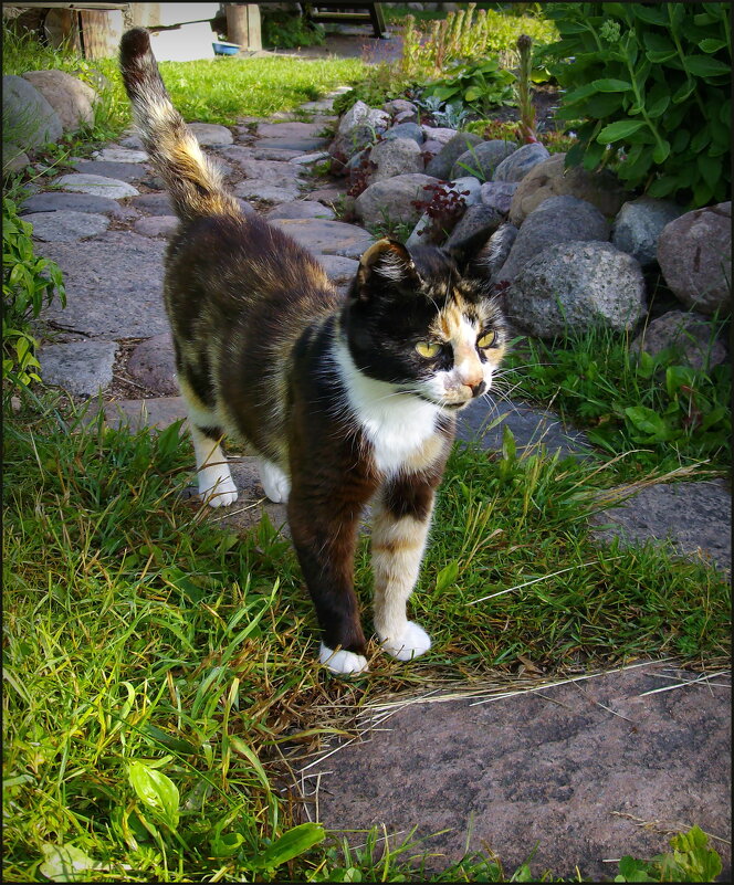 Приветливая кошечка - lady v.ekaterina Приветливая кошечка - lady v.ekaterina