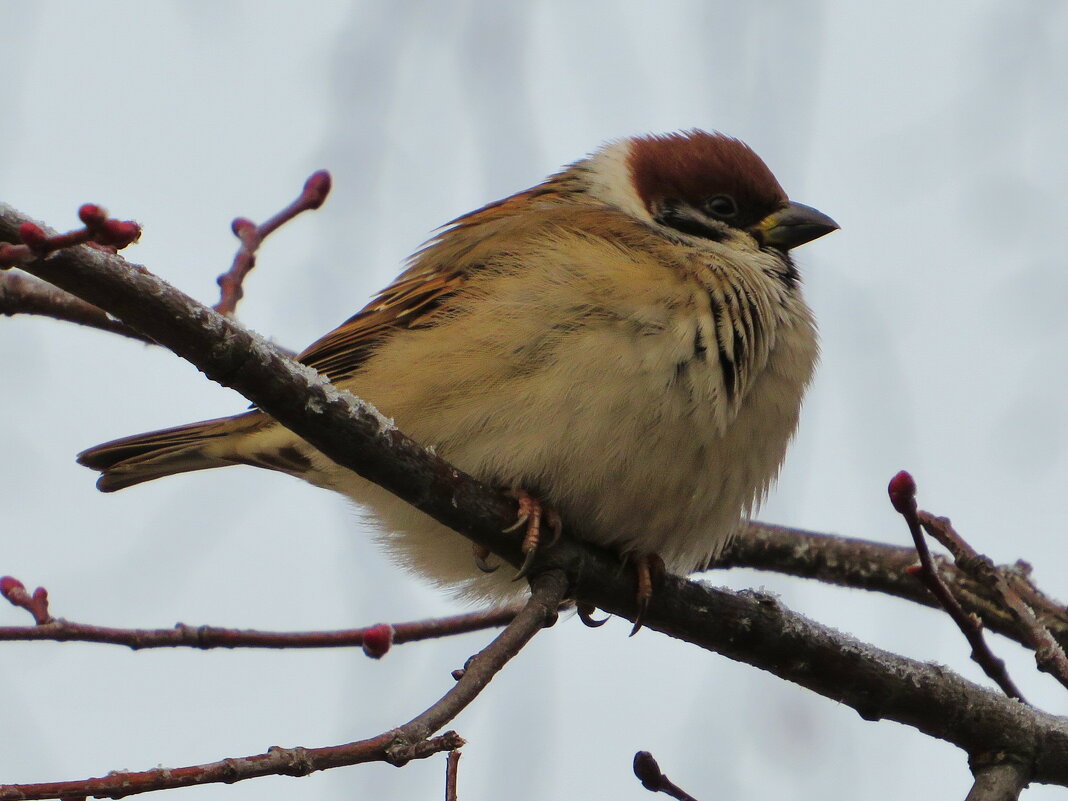 Полевой воробей - Андрей Снегерёв Полевой воробей - Андрей Снегерёв