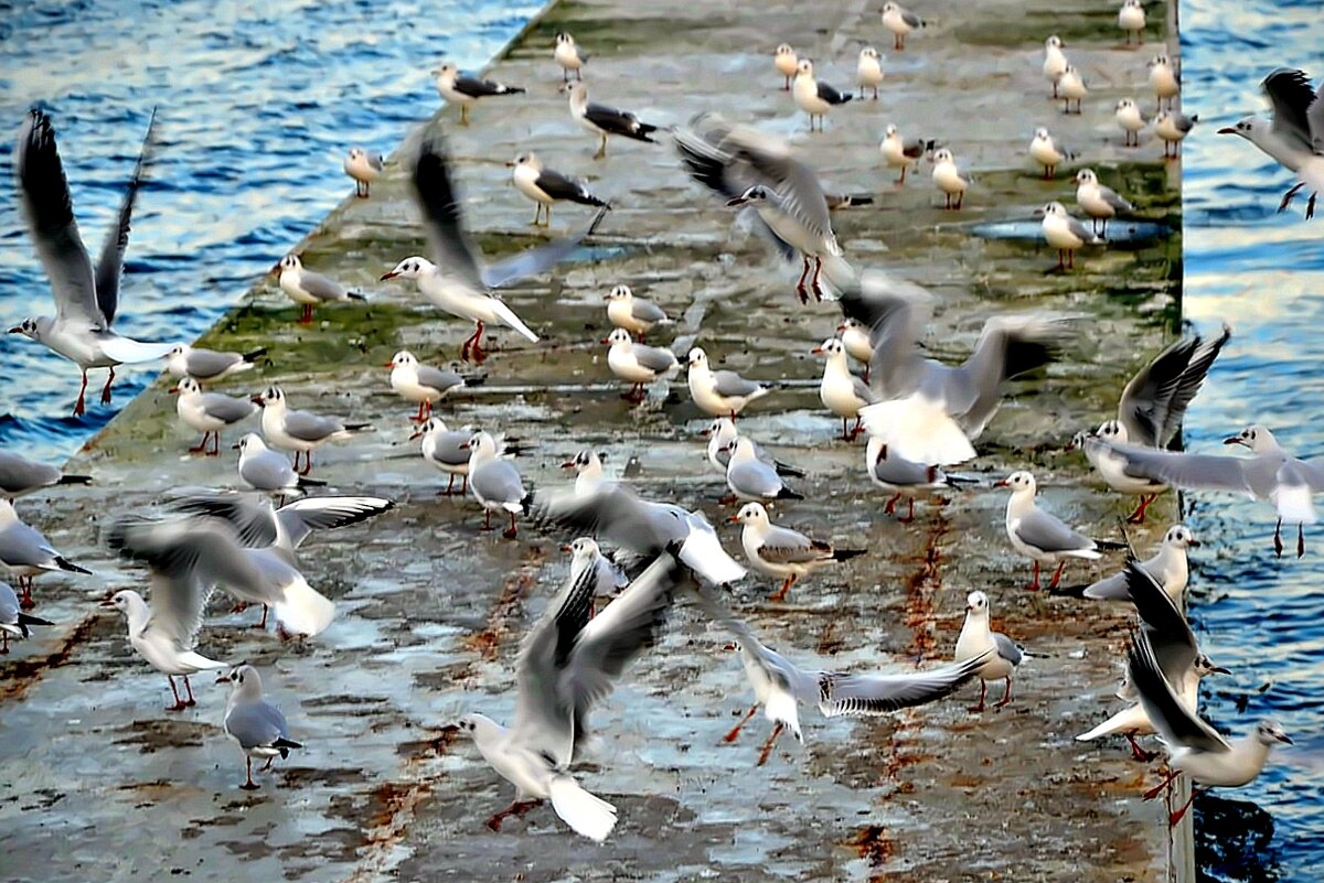 Чайки. - Михаил Столяров