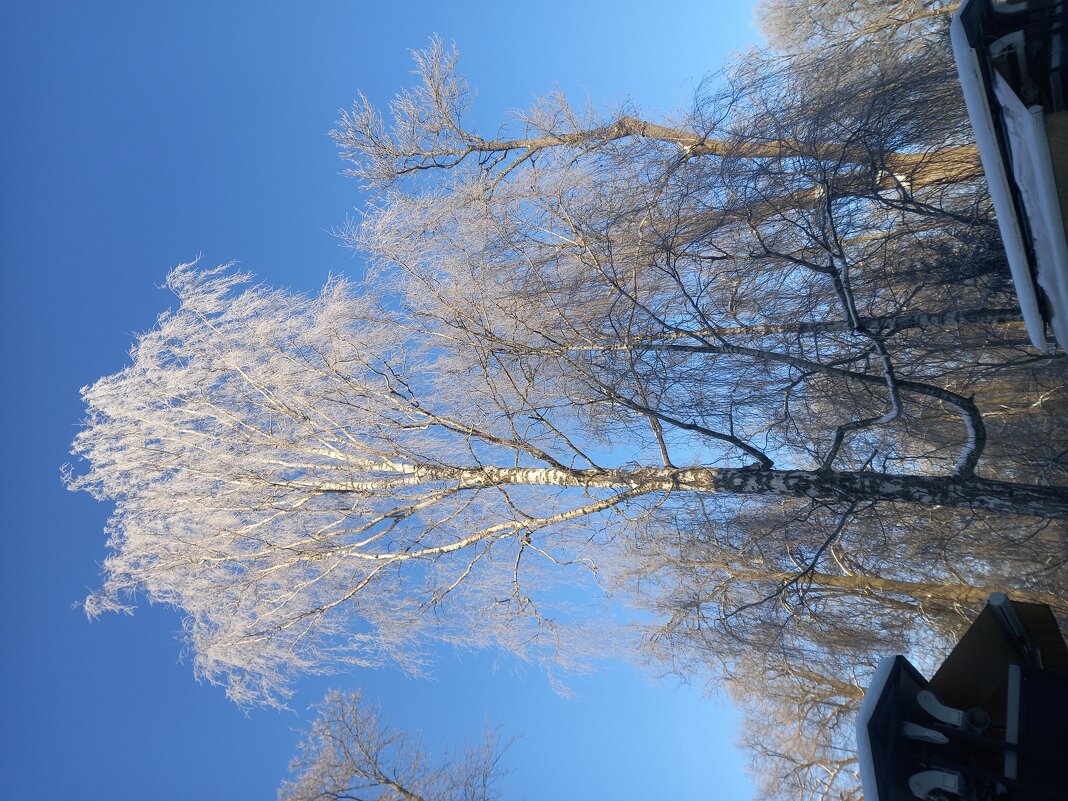 Зима - Сапсан 