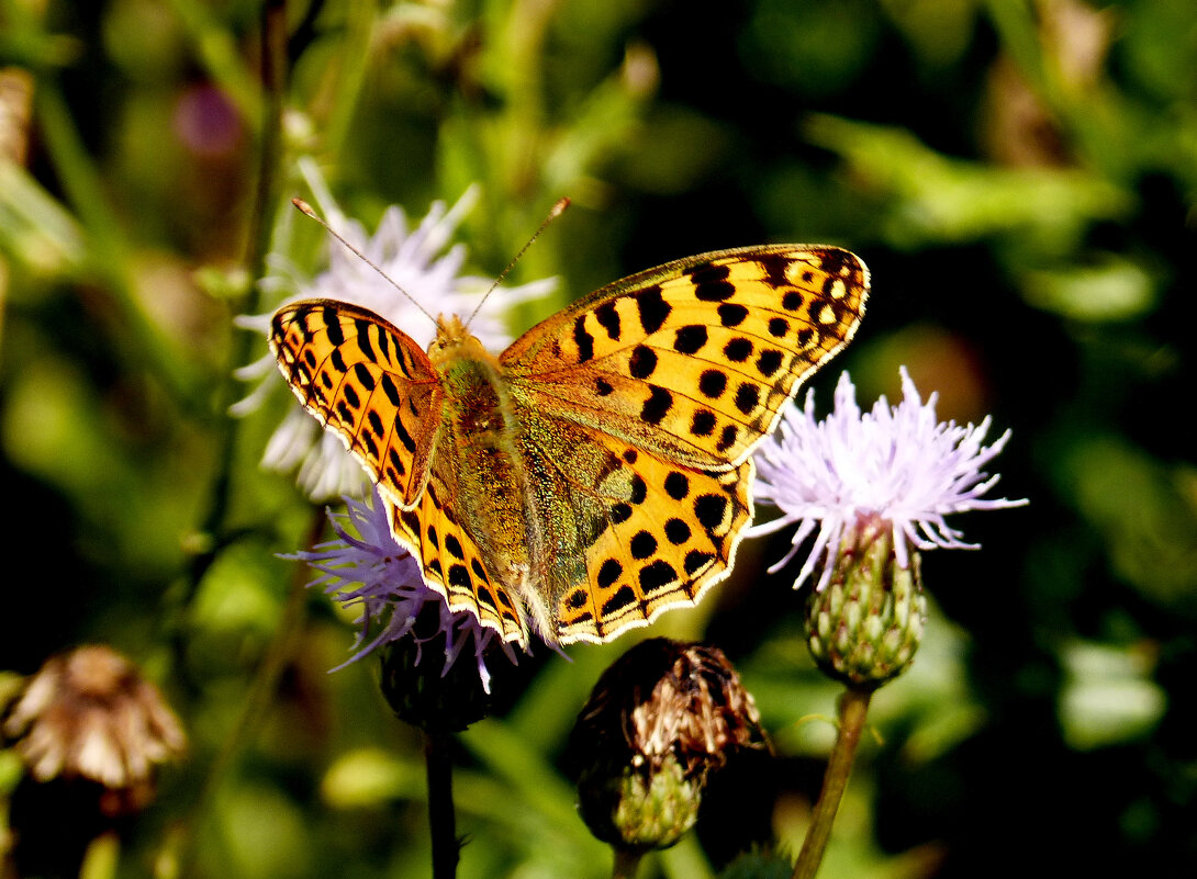 опять про бабочек 328 - Александр Прокудин опять про бабочек 328 - Александр Прокудин