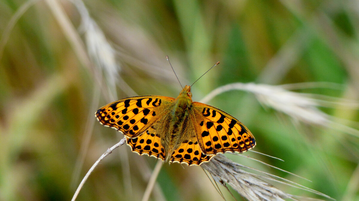 опять про бабочек 331 - Александр Прокудин опять про бабочек 331 - Александр Прокудин