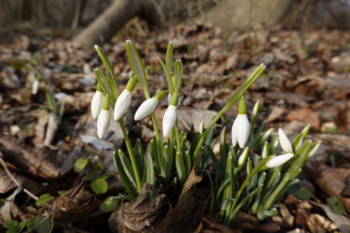 Февраль...Весна идёт.... - Галина 