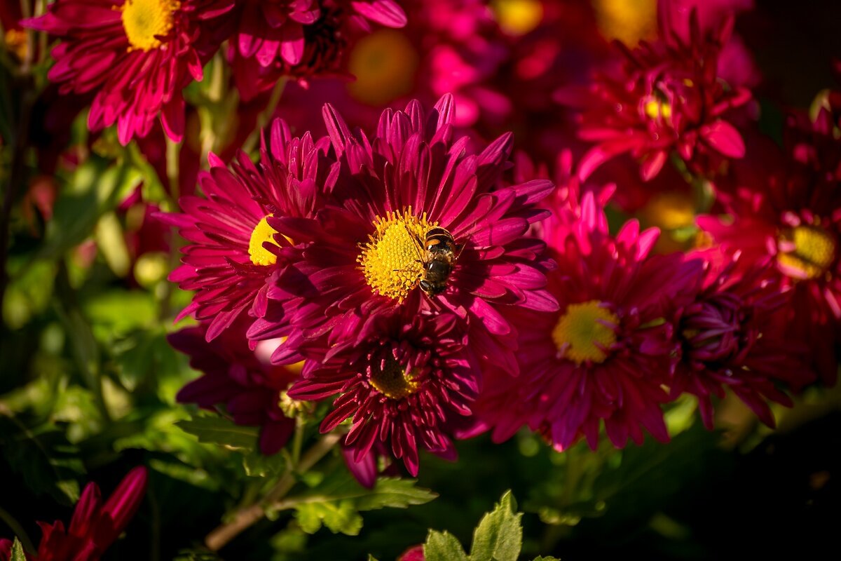 Хризантема - Игорь Сикорский Хризантема - Игорь Сикорский