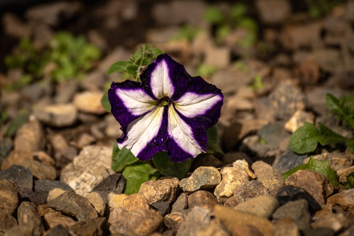 Петунья - Игорь Сикорский
