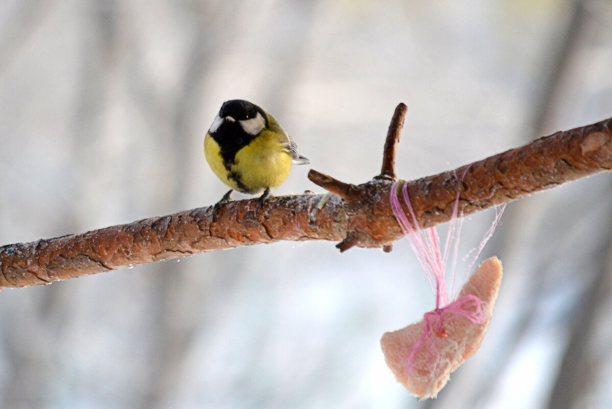 Синицы зимой - Татьяна Лютаева Синицы зимой - Татьяна Лютаева
