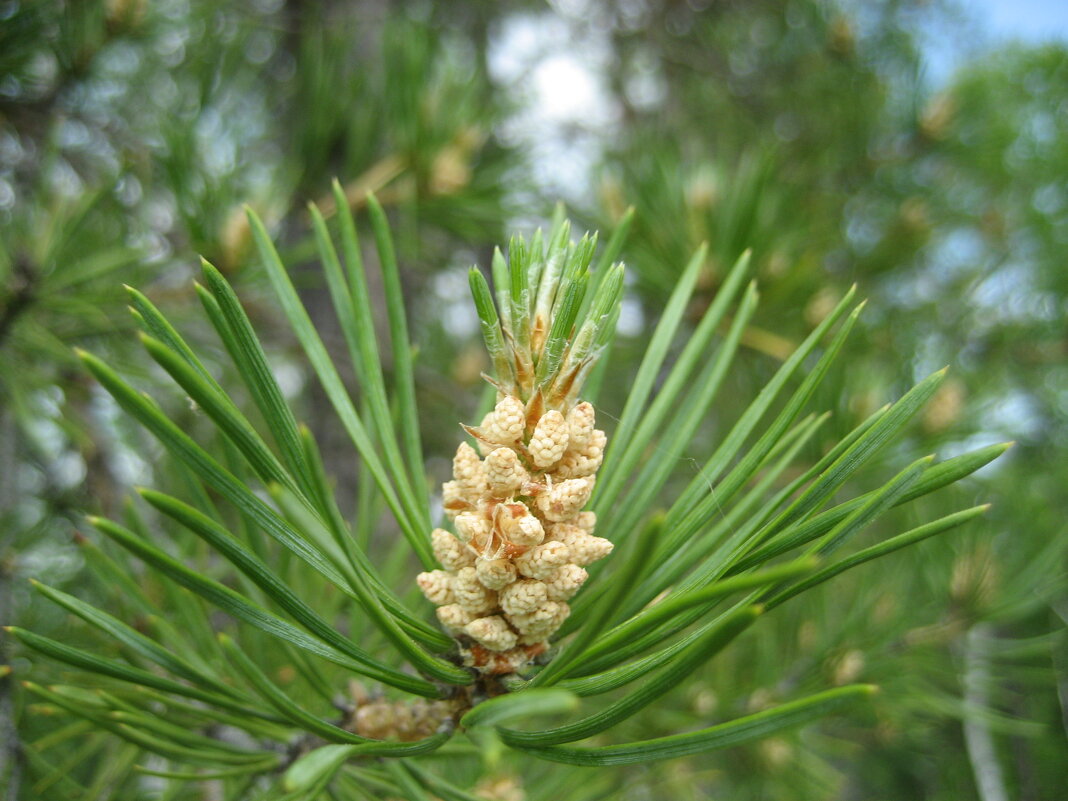 "Ананас" - Anna Ivanova