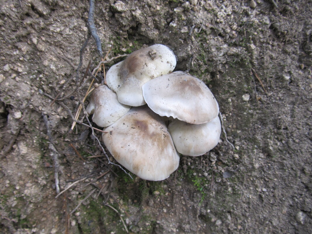 В парках Екатеринбурга - Елена Шаламова