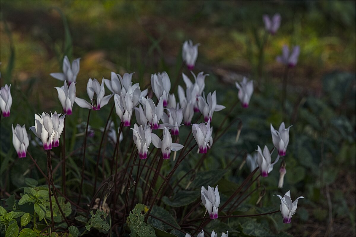 Израиль наш лес Цветение Цикламен. 2025г - ujgcvbif 